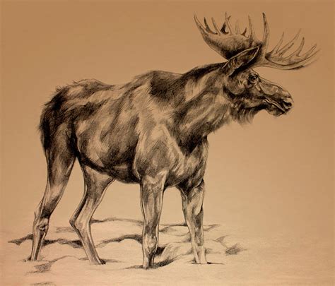 Moose Head Drawing