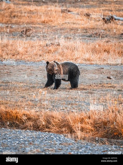 Grizzly Bear in Yellowstone National Park Stock Photo - Alamy