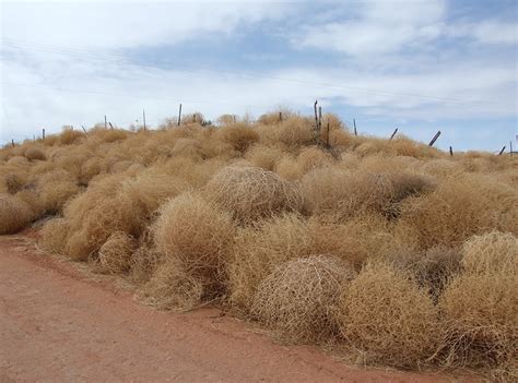 rid  tumbleweed  dakota frith blog