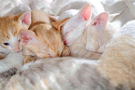 Baby Kittens Sleeping with Their Mother Stock Image - Image of infant ...