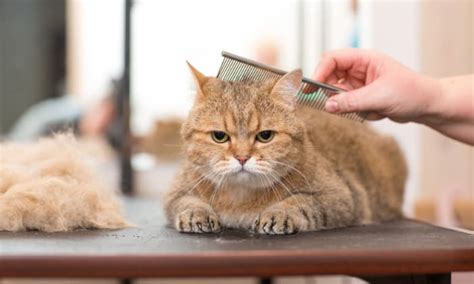 how to know if my cat has ringworm