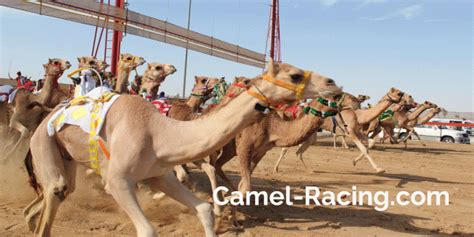 CAMEL RACING - Camel Racing