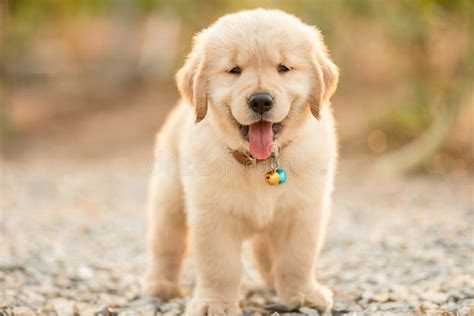 Cute Puppies Golden Retriever