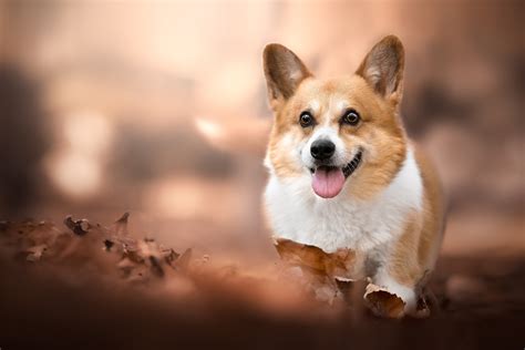 Corgi HD, HD Wallpaper | Rare Gallery