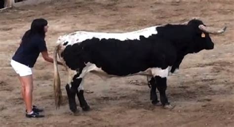 Woman Sneaks Behind Bull And Rubs Its Balls – Sick Chirpse