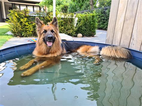 Chilling in her tub on a hot day : r/germanshepherds