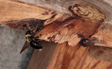 Carpenter Bees Nest
