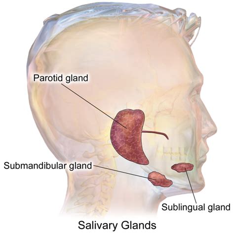 A digestive enzyme salivary amylase (present in saliva) begins digestion ofA. ProteinB. Nucleic ...