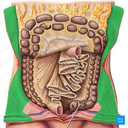 Greater and lesser omentum: Location, anatomy, function | Kenhub