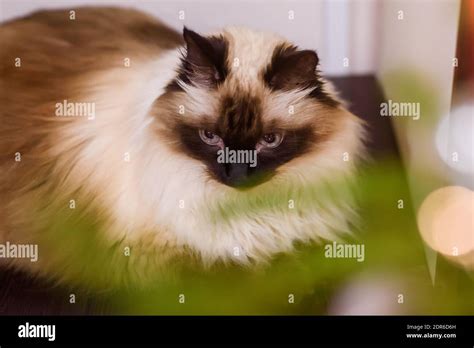 Long haired burmese hi-res stock photography and images - Alamy