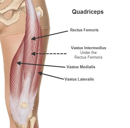 quadriceps femoris anatomy bodybuilding wizard