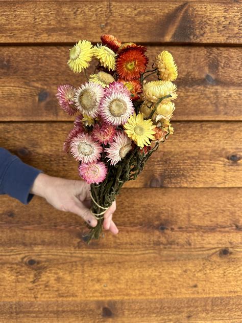 Strawflower- Mixed — Charles Little and Company LLC