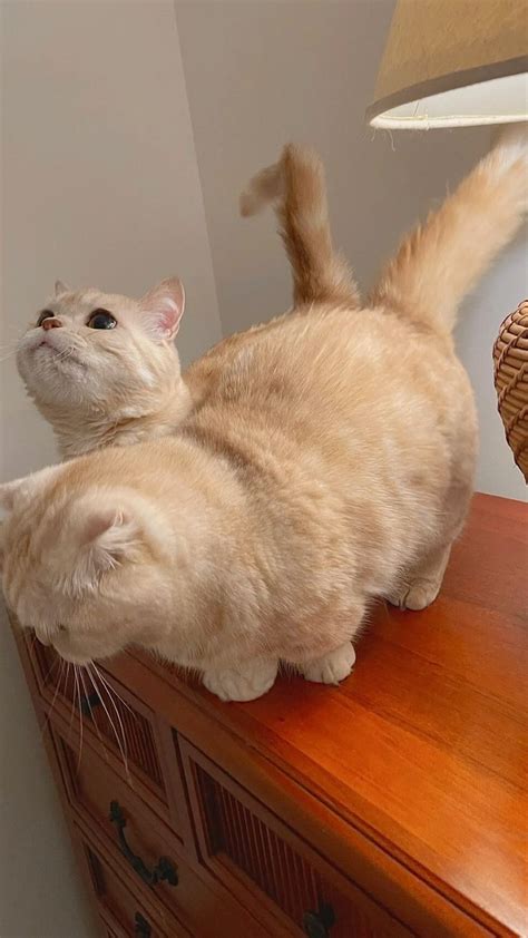 Two short legged cats | Cute cats, Cats and kittens, Animals beautiful