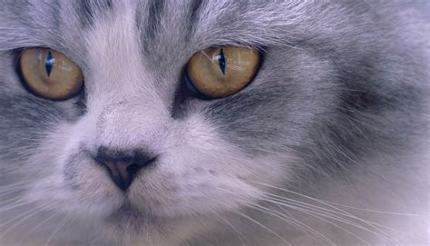 closeup face  persian cat  stock photo public domain pictures