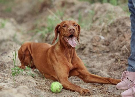 vizsla dog breed petmd