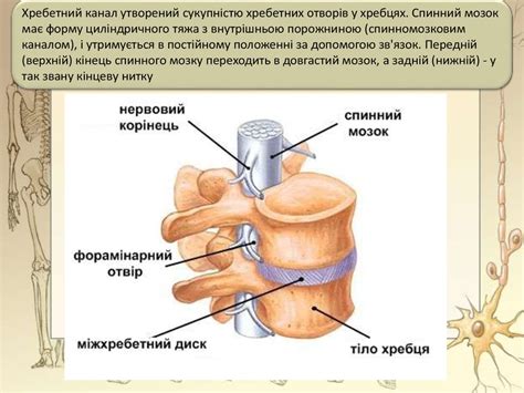 Будова та функції спинного мозку - презентация онлайн