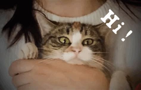 Cat Hola Meme - Cat Hola - Discover & Share GIFs