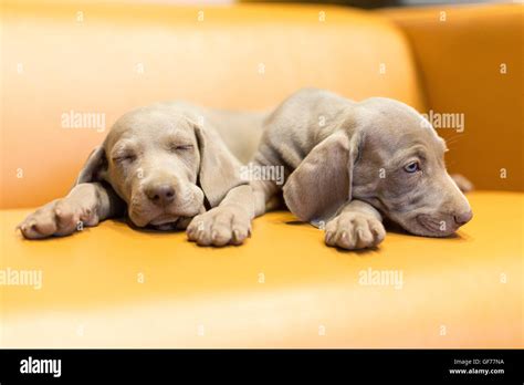 Weimaraner breed puppies Stock Photo - Alamy