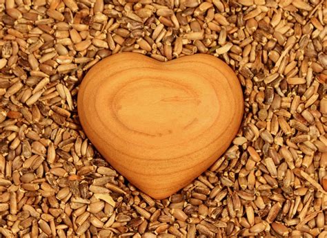 A Heart Tree Seeds - Free photo on Pixabay - Pixabay