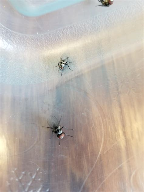 Found several indoors, all on the window. Buffalo, NY. : r/whatsthisbug