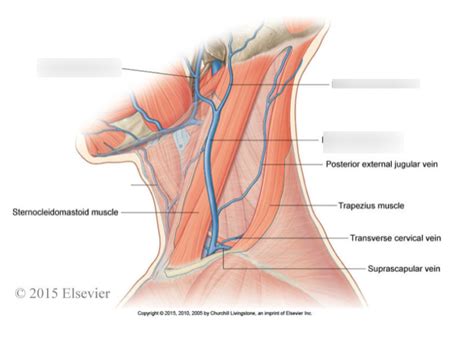 External jugular vein Diagram | Quizlet