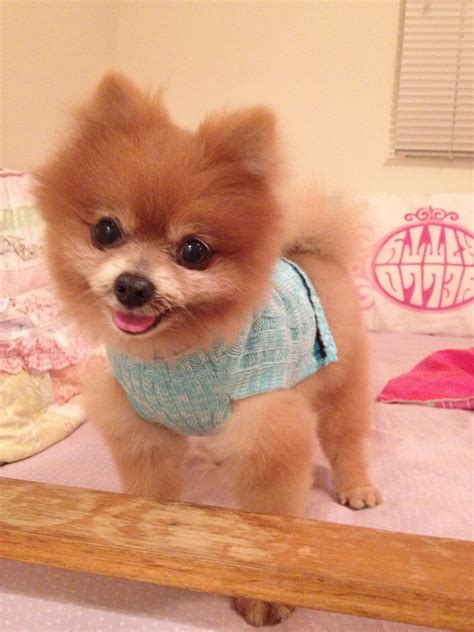 pomeranian | Puppies, Teddy bear, Animals