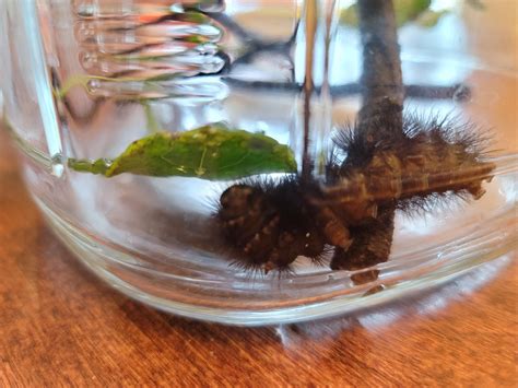 Giant Leopard Moth Caterpillar. : r/caterpillars