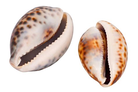 A Guide to the World's Most Expensive Shells