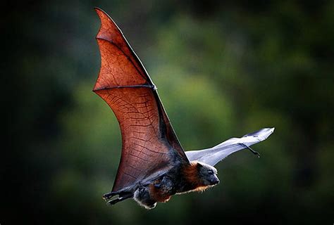 Bat Wallpaper HD Download