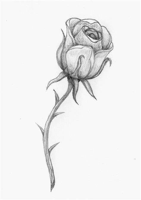 Rose Tattoo stencil | Rose sketch, Rose tattoo stencil, Roses drawing