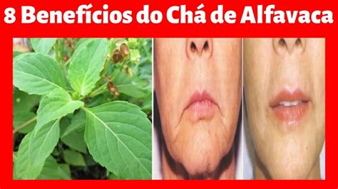 Chá De Alfavaca Beneficios - 8 Benefícios do Chá de Alfavaca Impressionantes! - YouTube