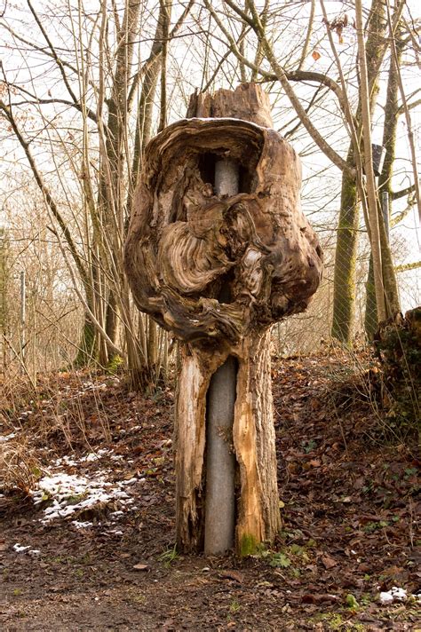 Tree Trunk Hollow - Free photo on Pixabay - Pixabay