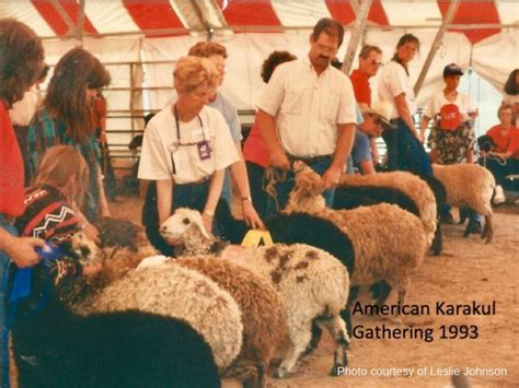 American Karakul Sheep: A Unique Heritage Breed