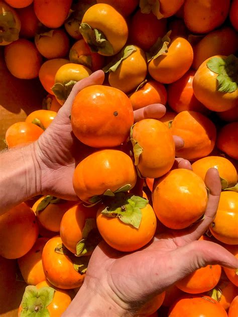 Restorative Foods from Regenerative Agriculture – Figure Ate Foods