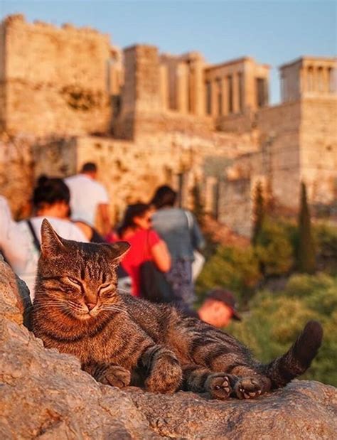 acropolis  athens acropolis discover greece