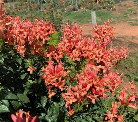 tecomaria capensis sunlovers pink cm cnd nursery