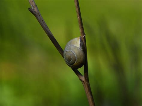 Snail Nature Shell - Free photo on Pixabay - Pixabay