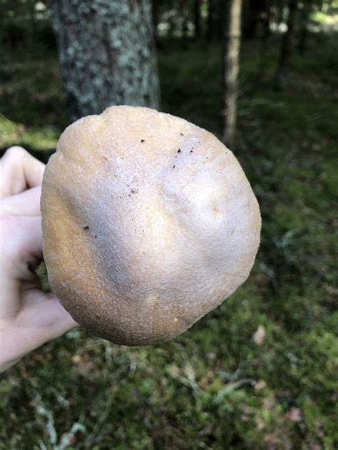 Колпак кольчатый (Cortinarius caperatus) фото и описание