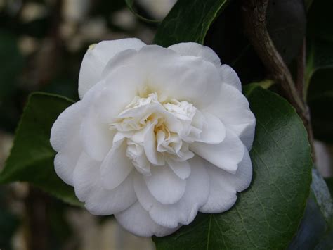 Choisir un camélia. C’est maintenant… - Pépinières de Port de Carhaix