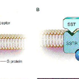 (PDF) Role of somatostatin receptors in angiogenesis