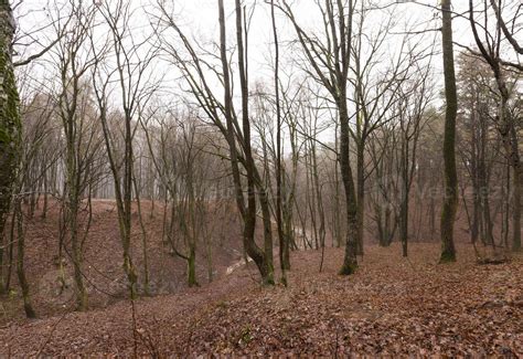 Autumn forest without trees 9493161 Stock Photo at Vecteezy