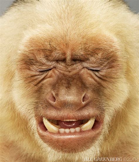 Disgusted Faces Monkey