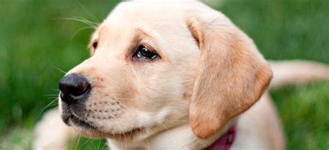 Gode råd til din hund - Dyrlægehuset Randers