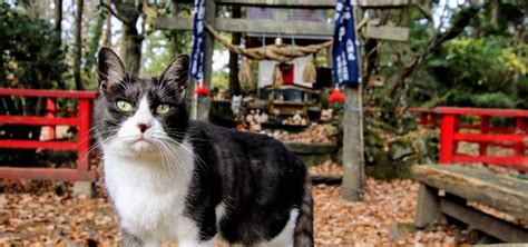 Tashirojima: A Guide to Visiting Japan's Most Famous Cat Island | Japan ...