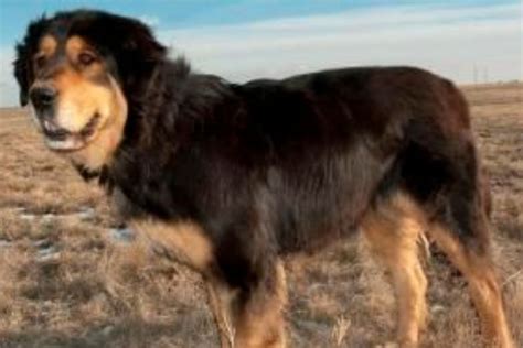 21 Tibetan Mastiff Mix Breeds & Their Characteristics