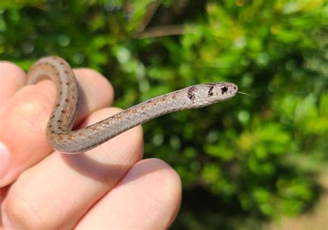 Virginia Herpetological Society News