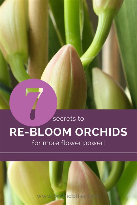 Learn How to ReBloom Orchids Step-by-Step - Orchid Bliss