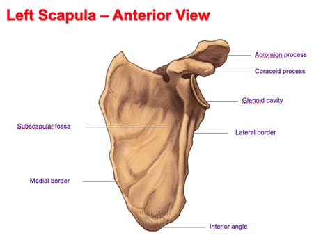 left scapula anterior view scapula archives boneid
