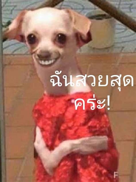 pin     funny memes memes social