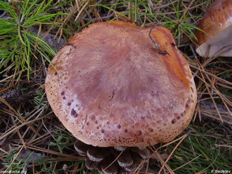 Рядовка пятнистая (Tricholoma pessundatum) фото и описание